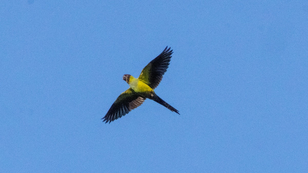 Nanday Parakeet - ML646565821