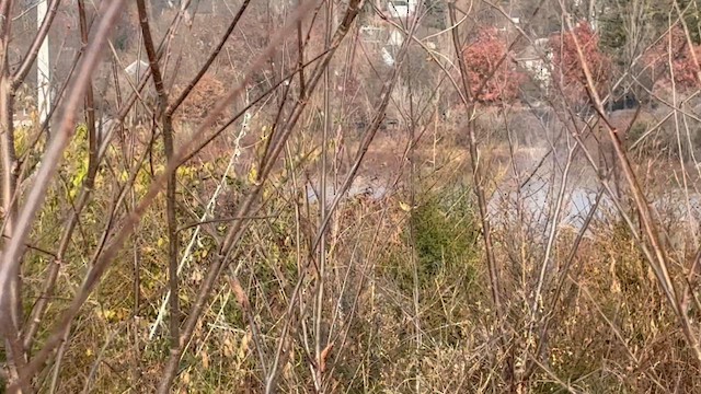 Common Yellowthroat - ML646565823