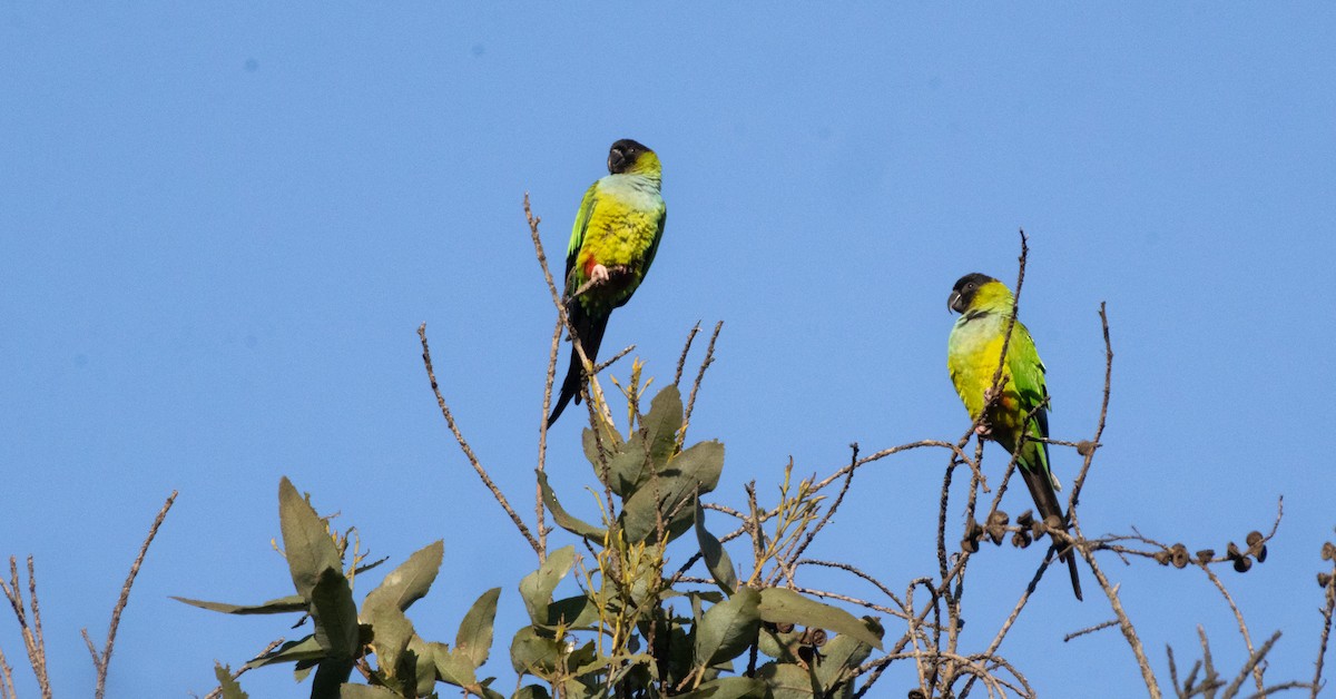 Nanday Parakeet - ML646565824