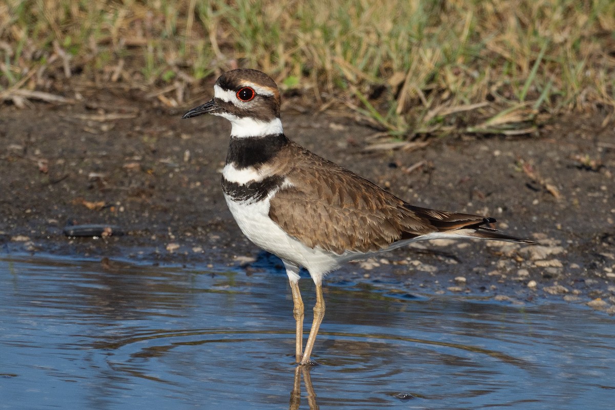 חופמי כפול-צווארון - ML646565828