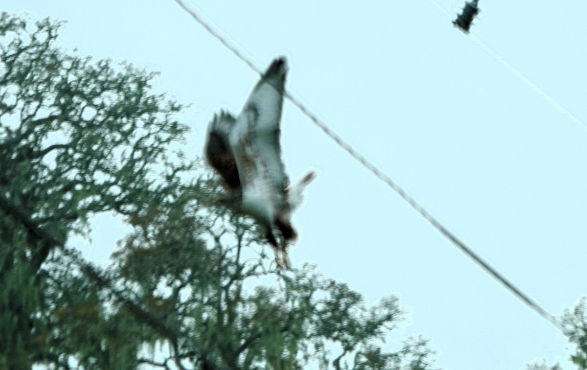 Ferruginous Hawk - ML646565829