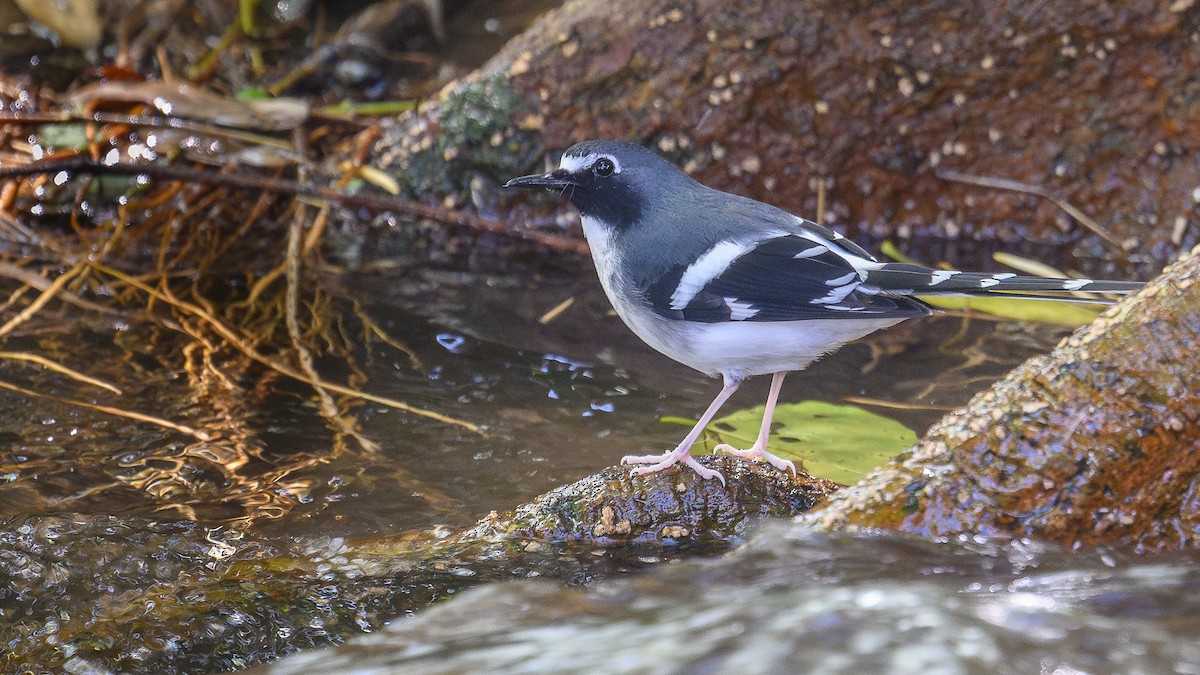 セアオエンビシキチョウ - ML646565830