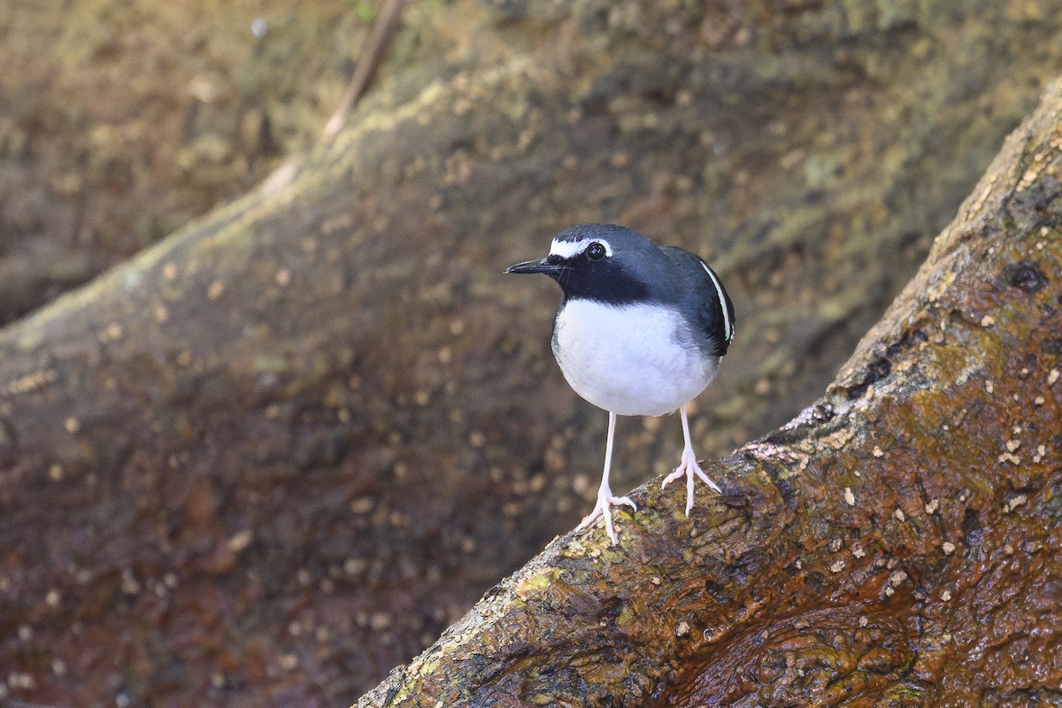 セアオエンビシキチョウ - ML646565831
