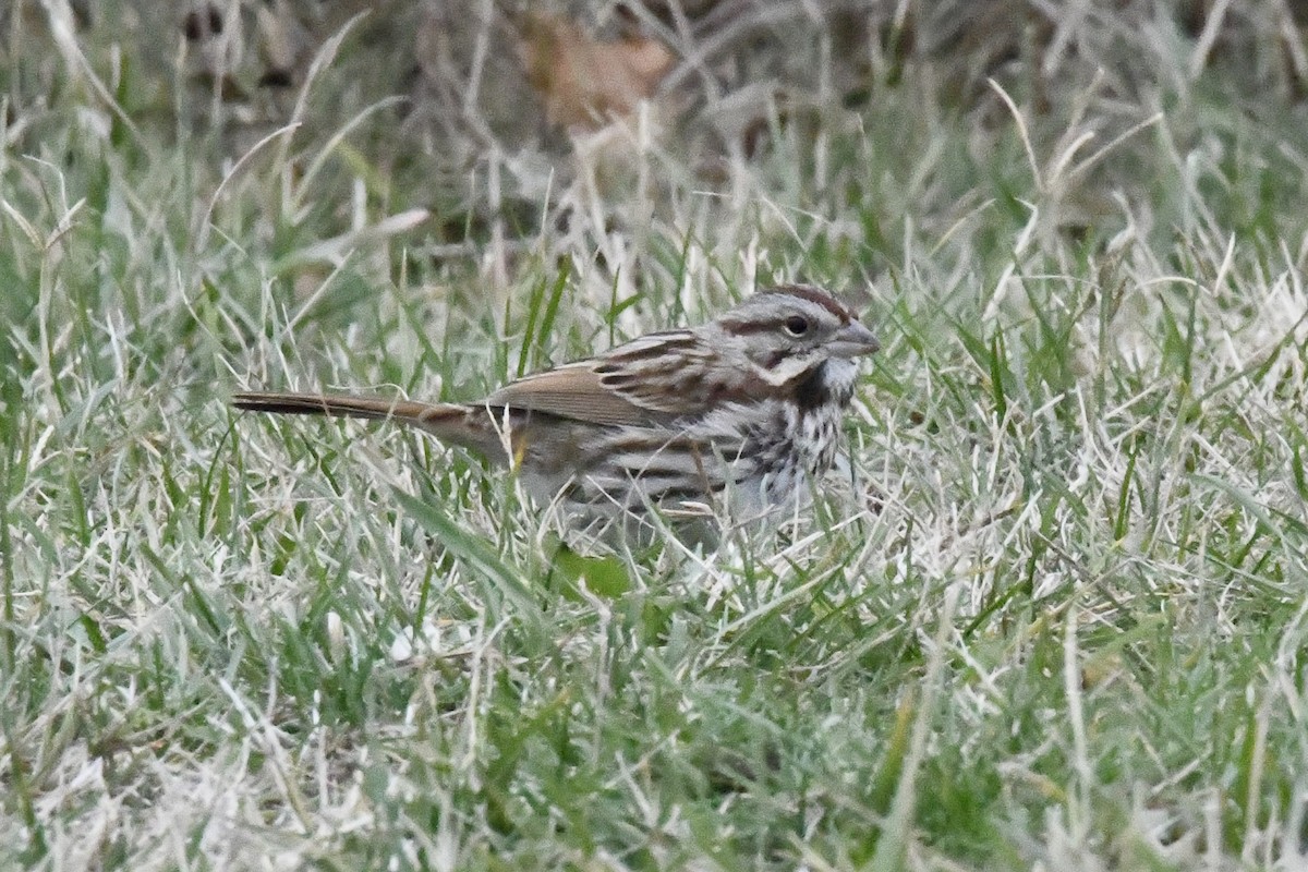 Singammer (melodia/atlantica) - ML646565833