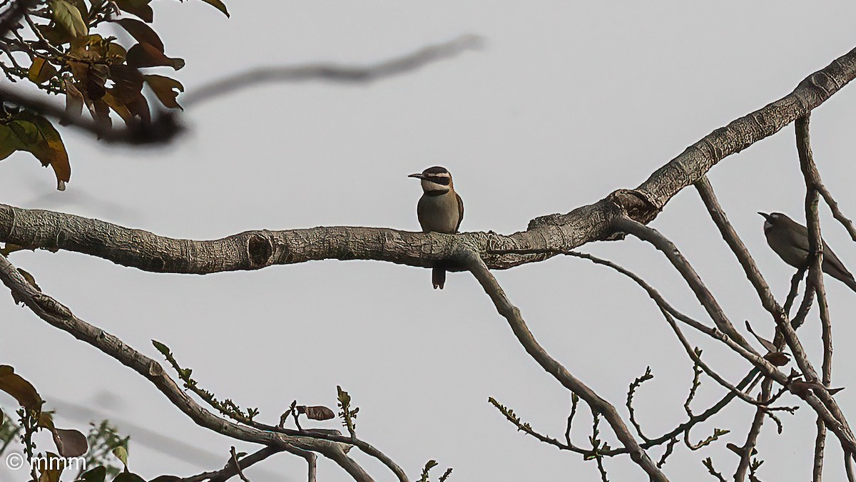 White-throated Bee-eater - ML646565834