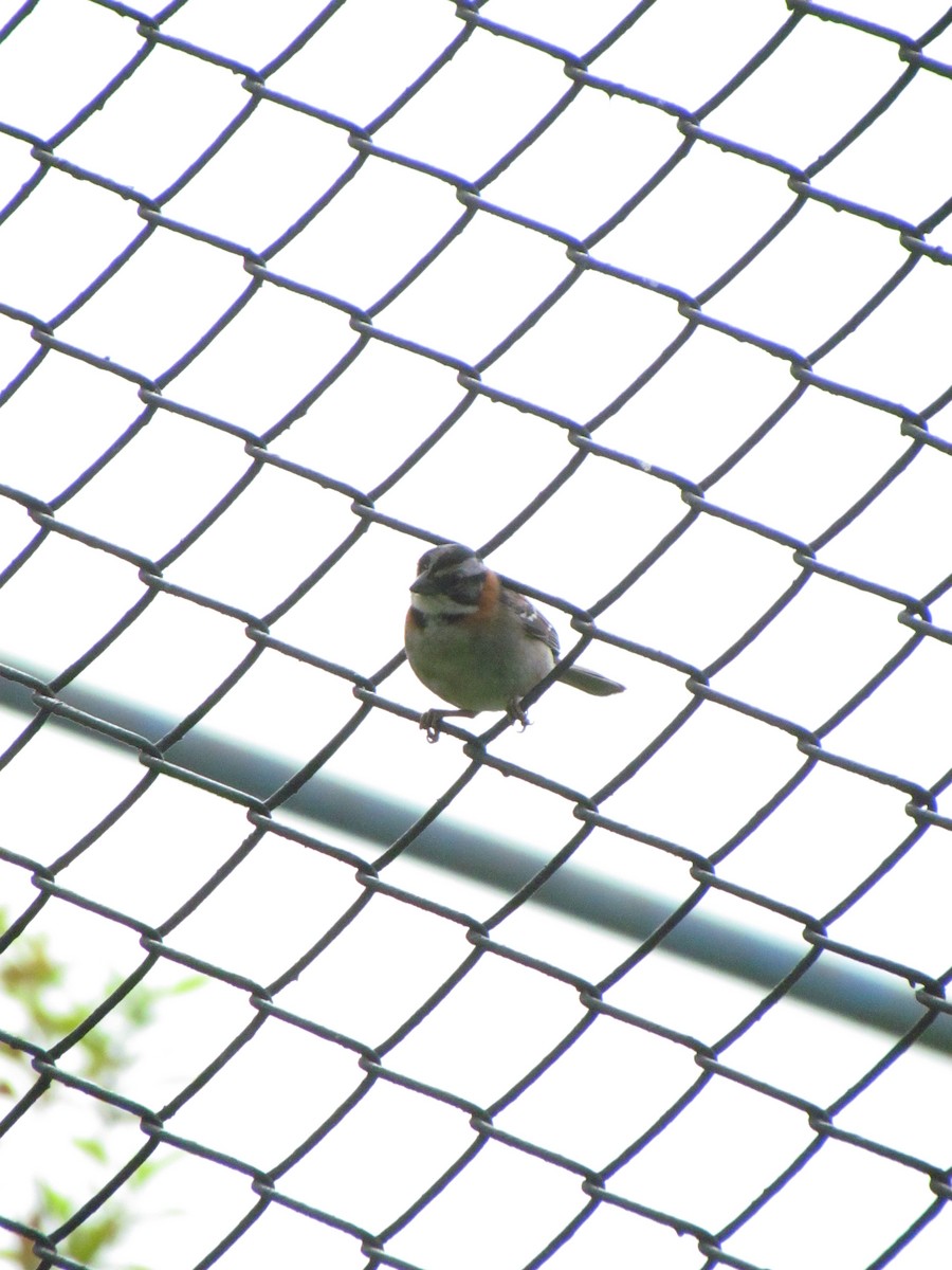 Morgenammer - ML646565836