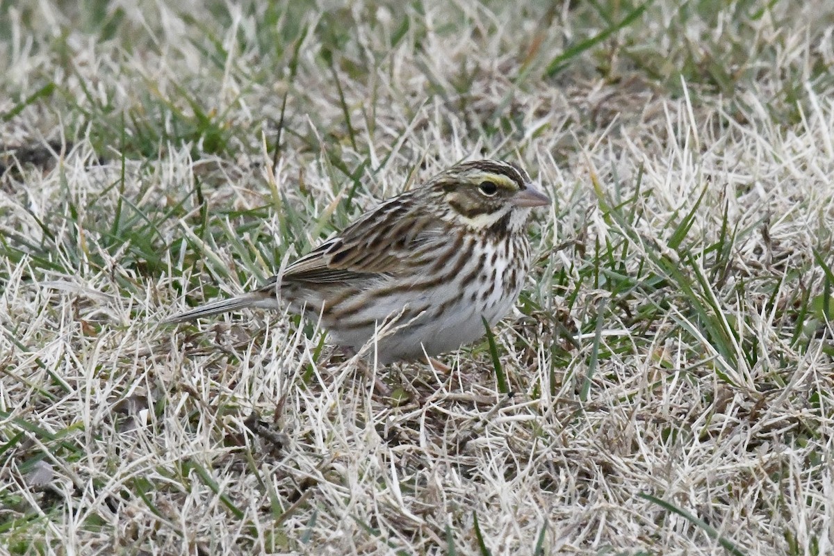 Grasammer [sandwichensis-Gruppe] - ML646565837