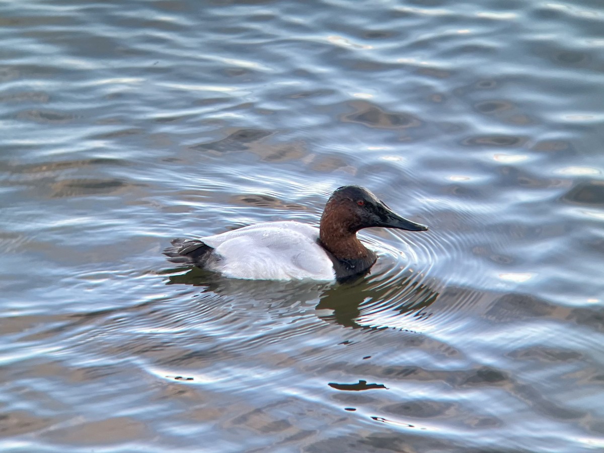 Riesentafelente - ML646565838