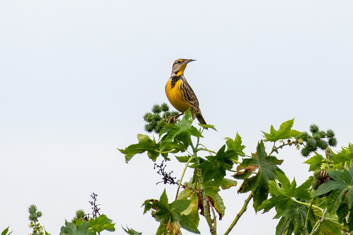 Eastern Meadowlark - ML646565839