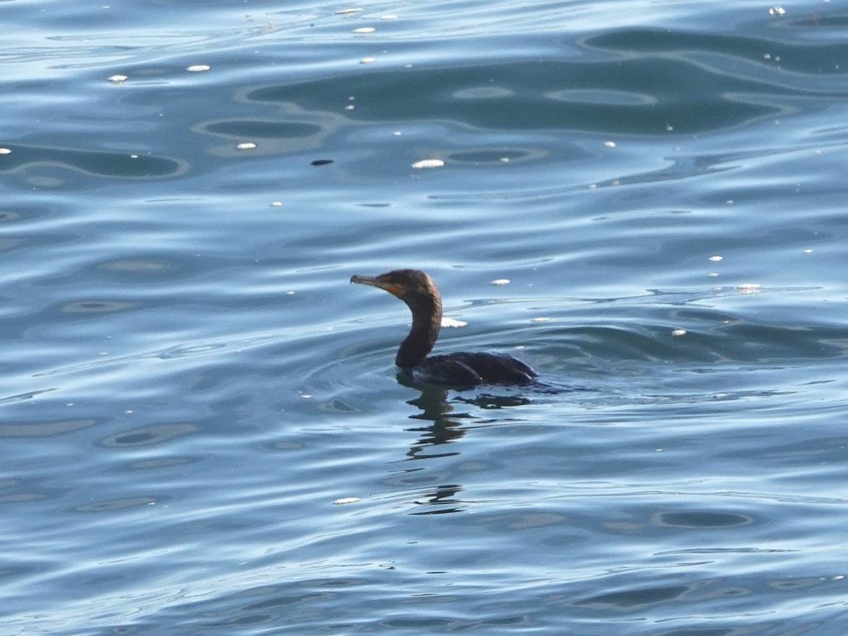 Double-crested Cormorant - ML646565842
