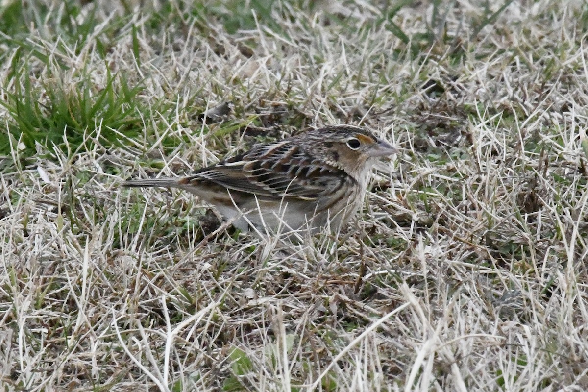 Heuschreckenammer - ML646565843