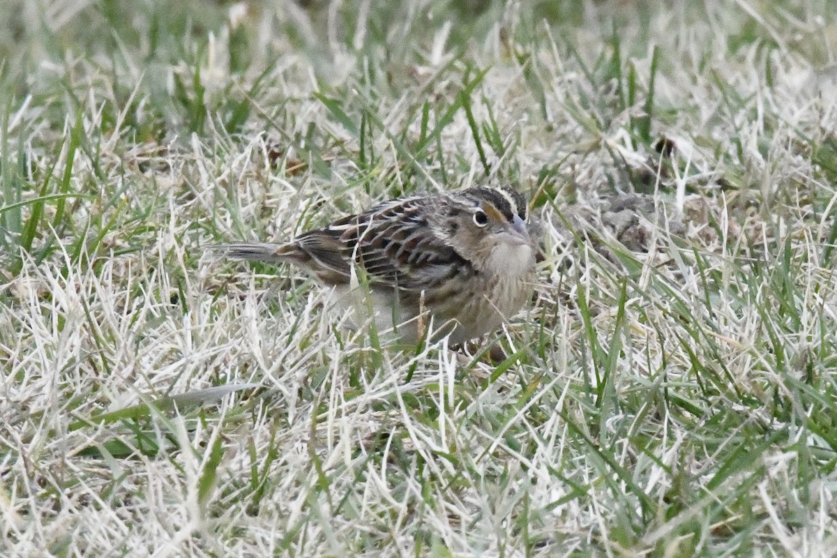 Heuschreckenammer - ML646565844