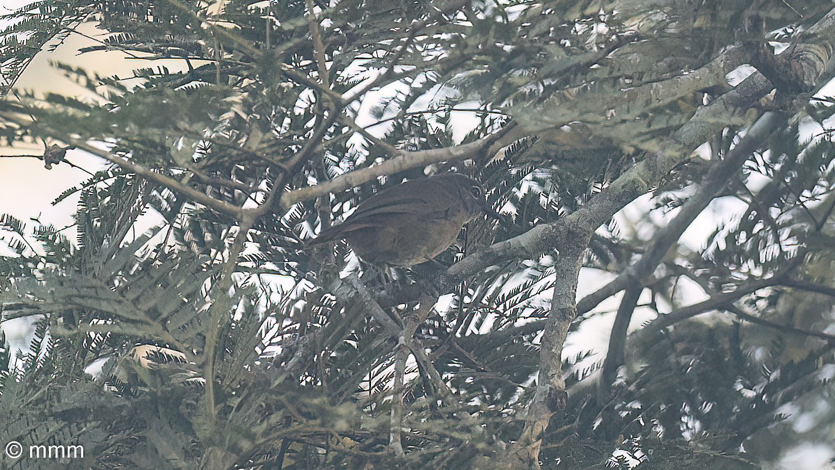 Plain Greenbul - ML646565846