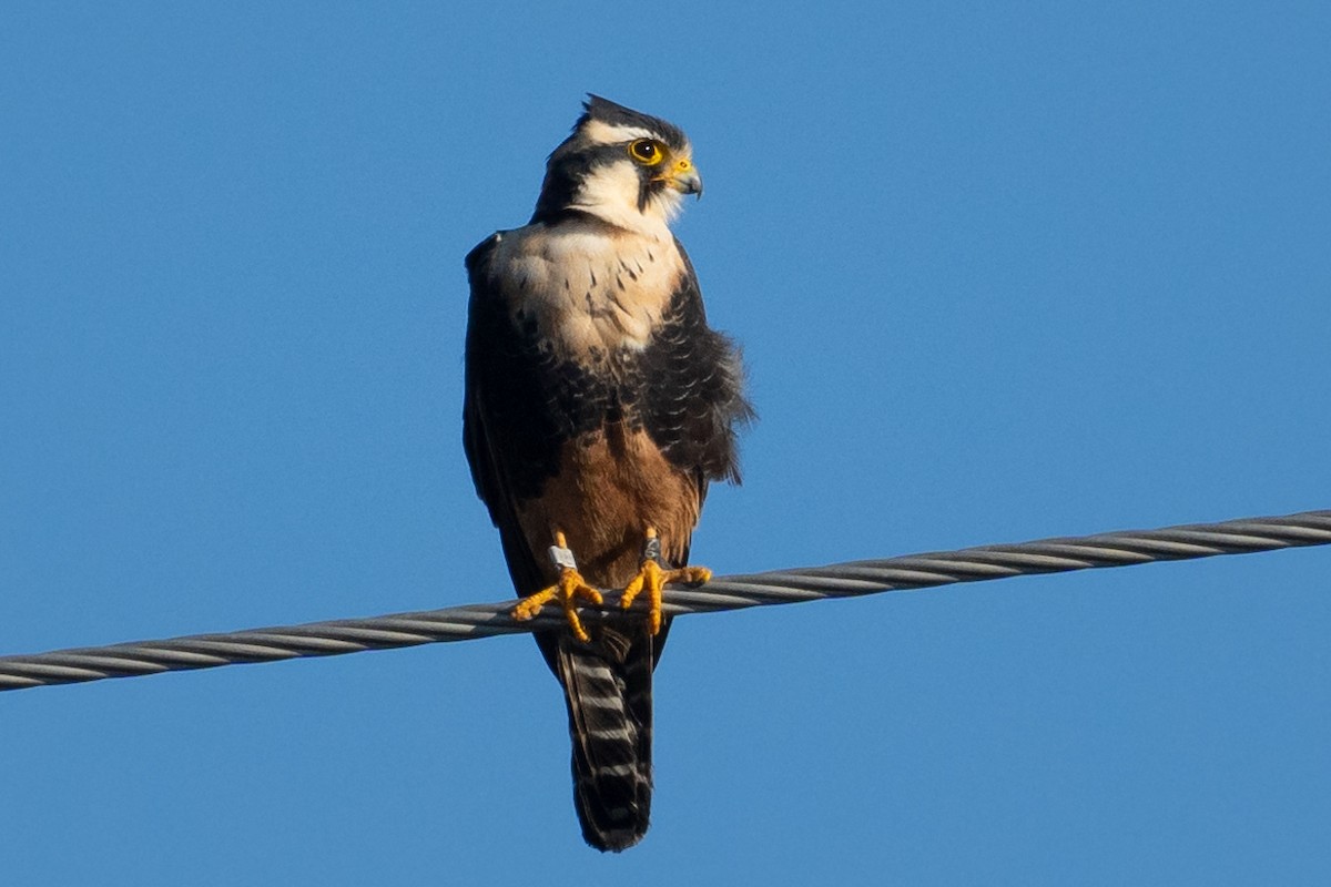 Aplomado Falcon - ML646565847