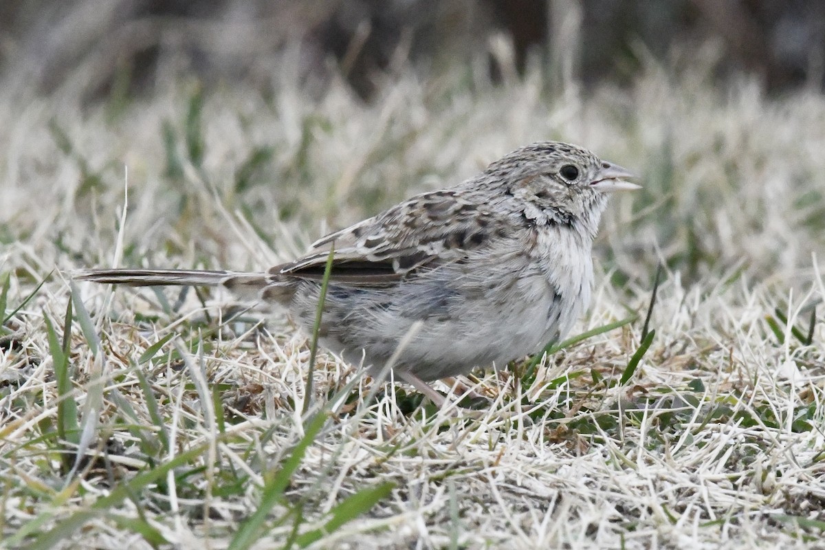 Cassinammer - ML646565851