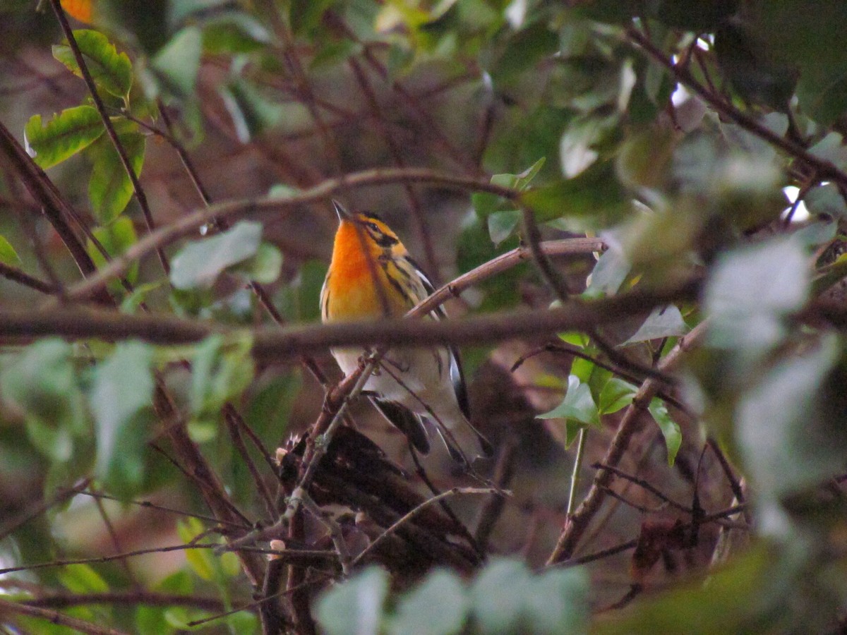 Пісняр-лісовик рудоволий - ML646565852