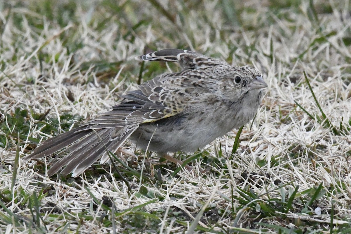 Cassinammer - ML646565854