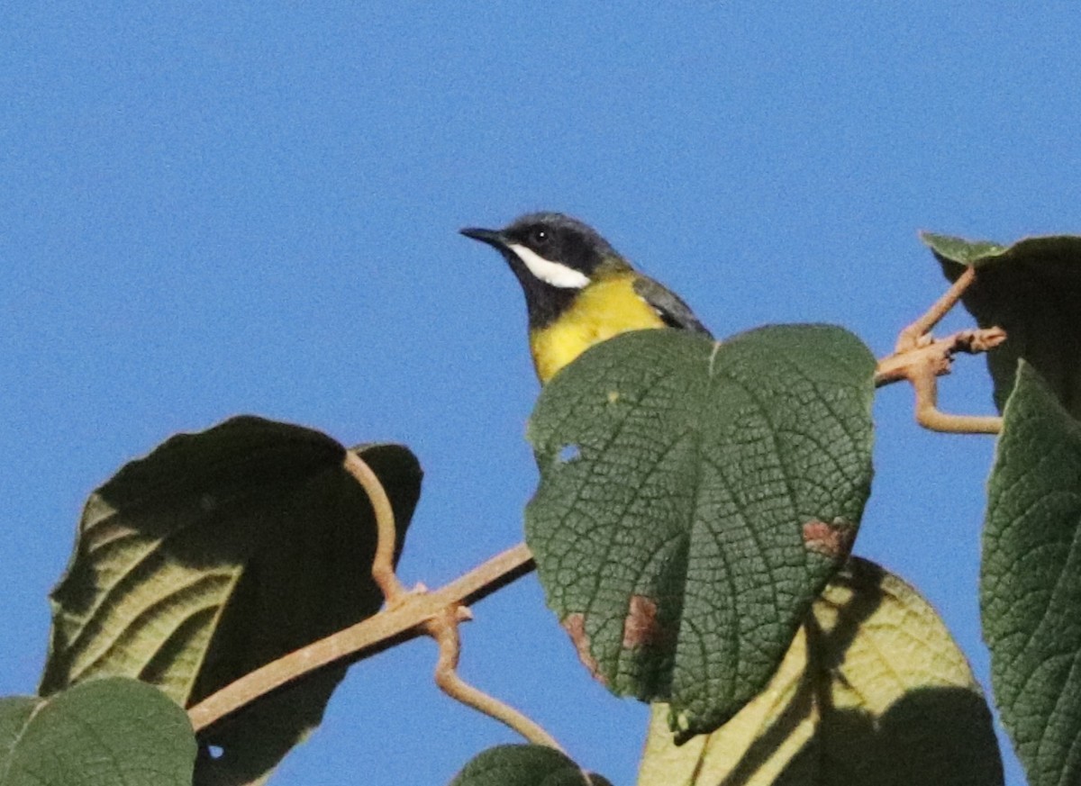 Черногорлый апалис - ML646565855