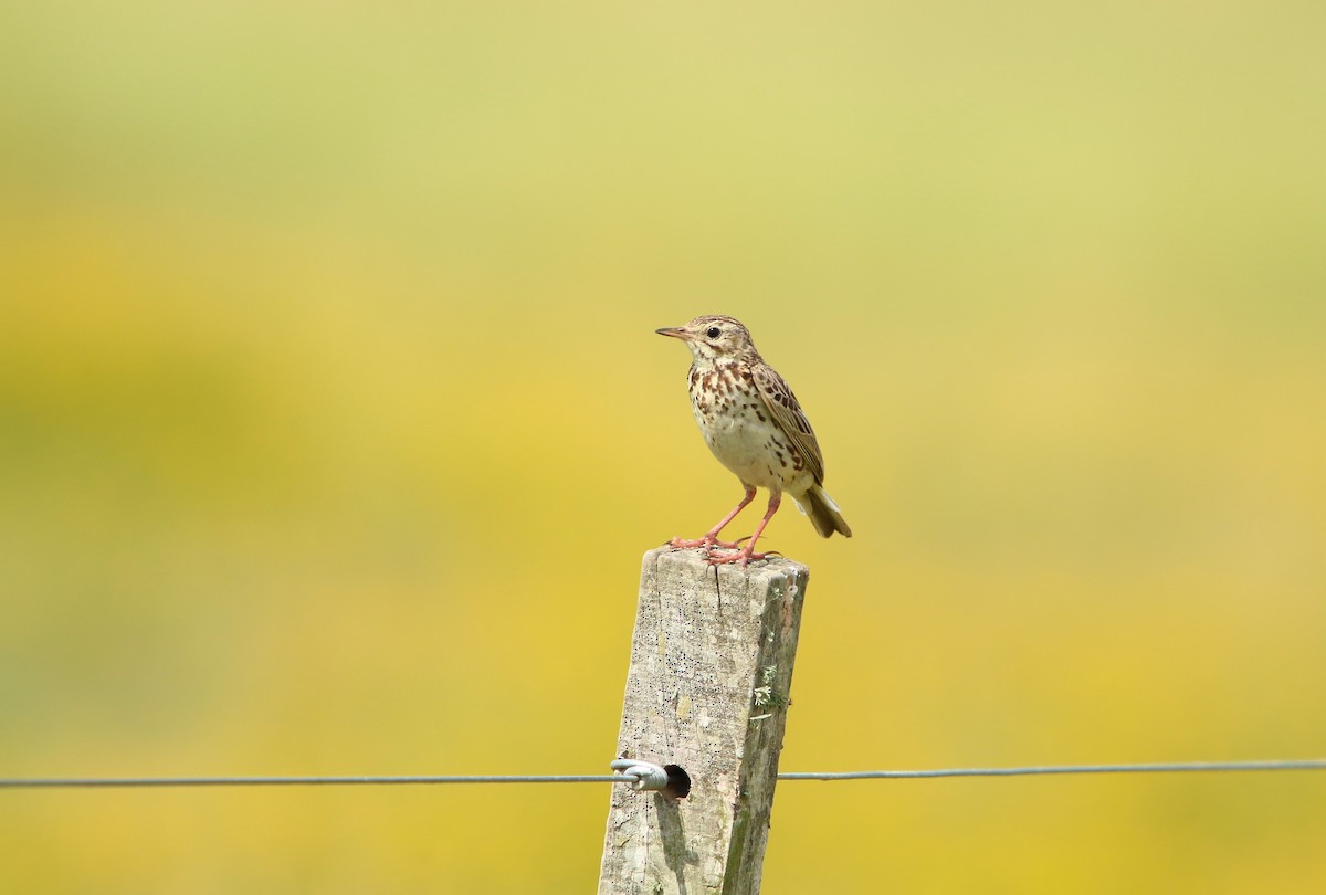 Correndera Pipit - ML646565856