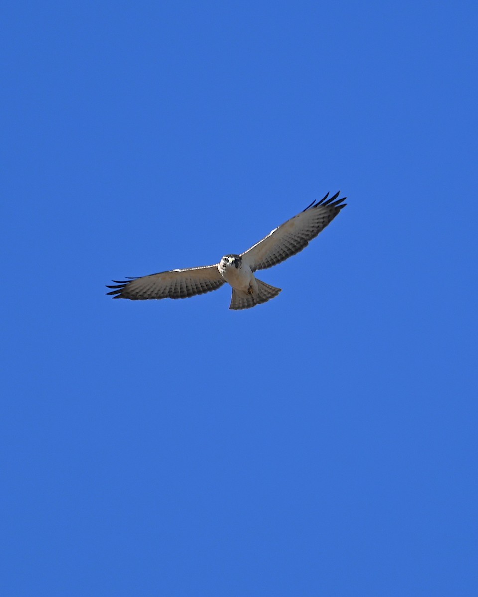 Kısa Kuyruklu Şahin - ML646565858