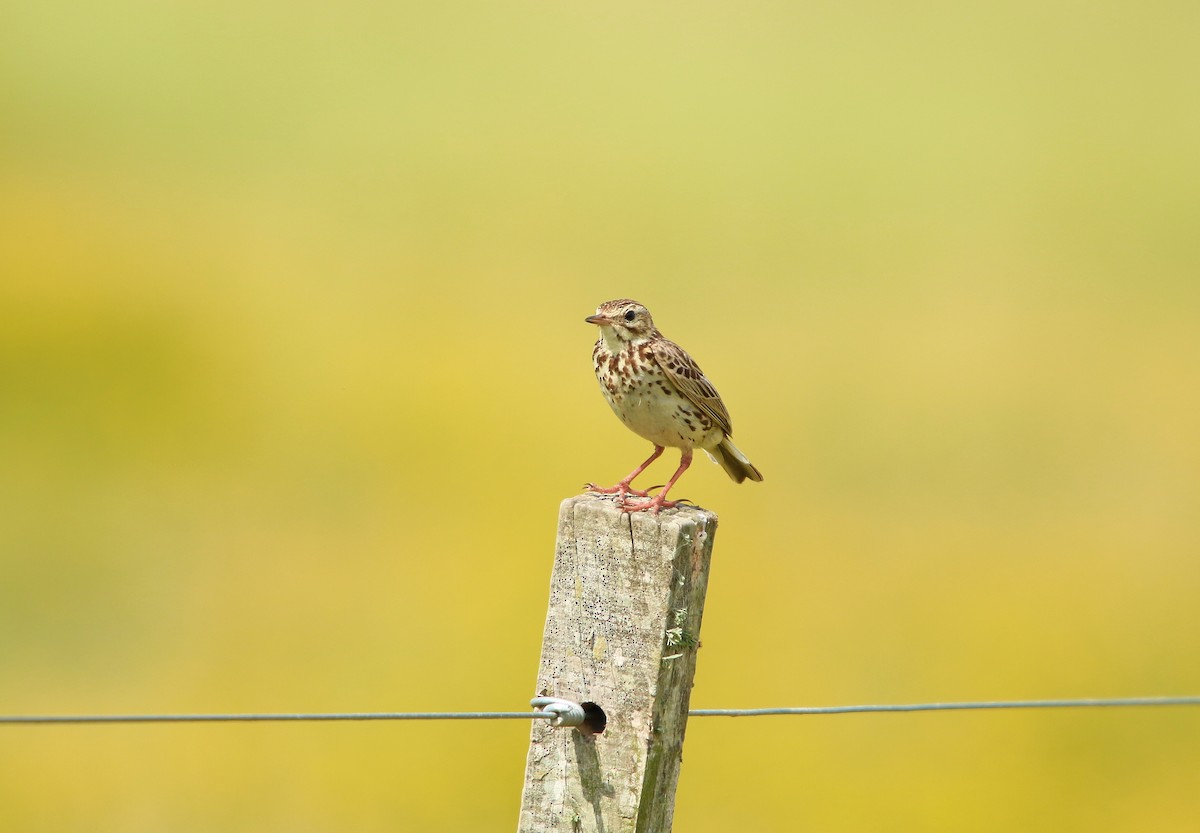 Correndera Pipit - ML646565859