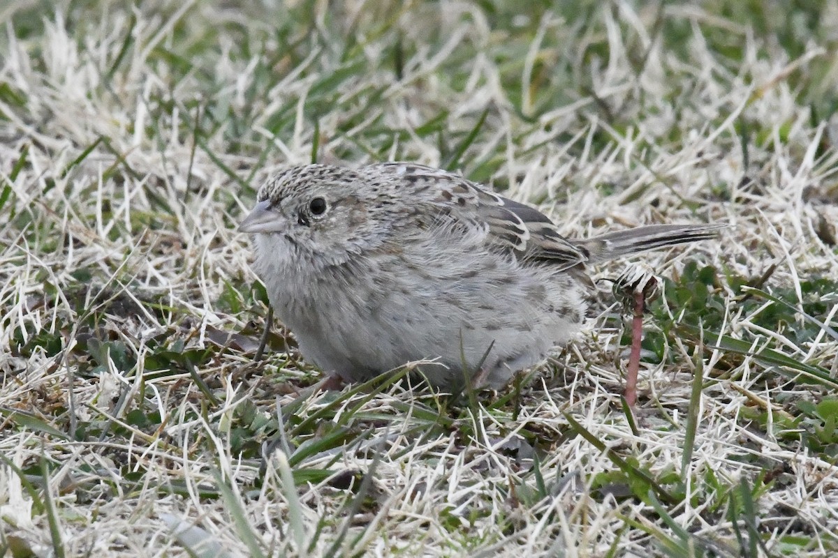 Cassinammer - ML646565860