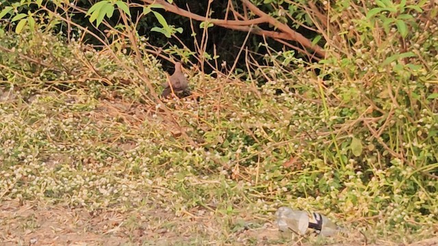 ワライバト - ML646565861