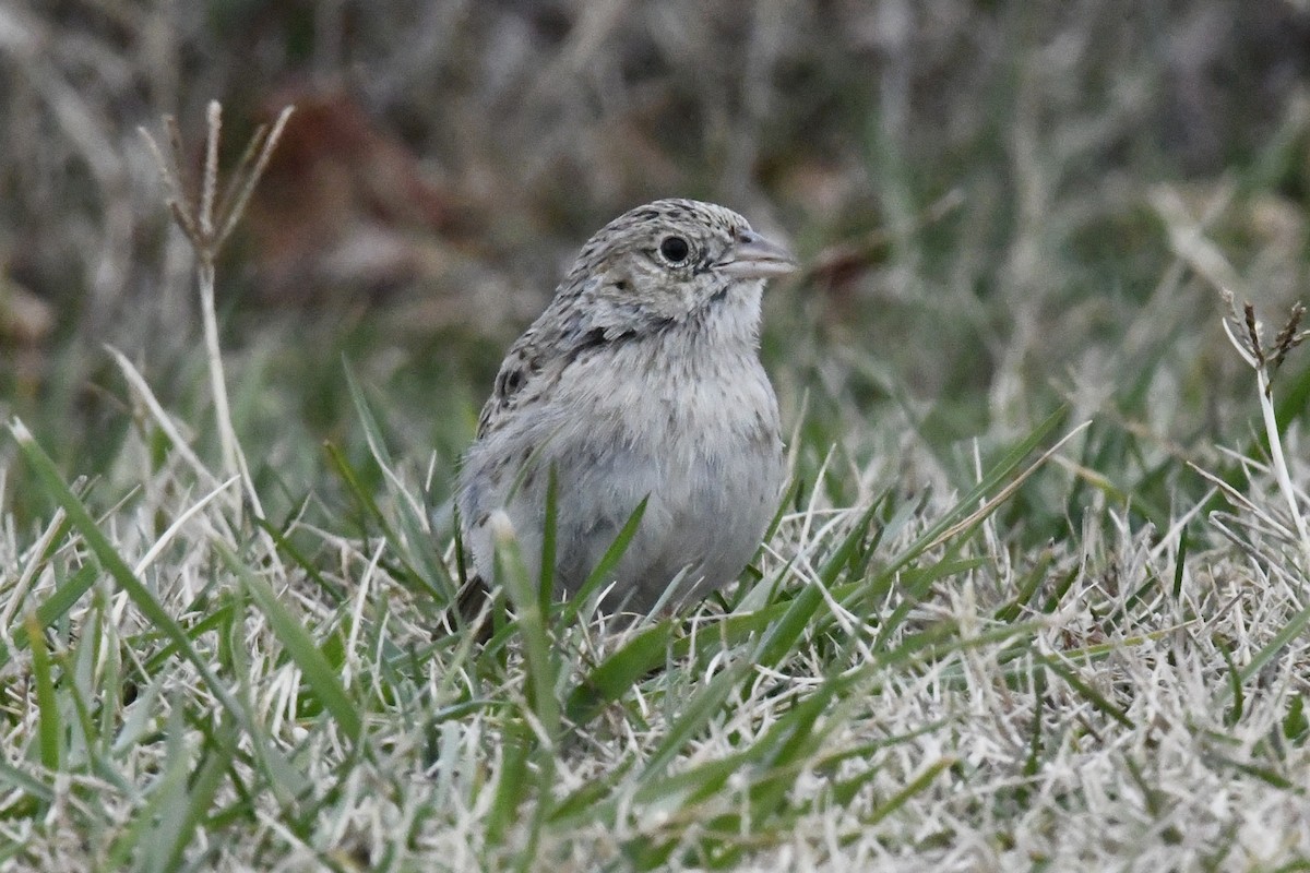 Cassinammer - ML646565862