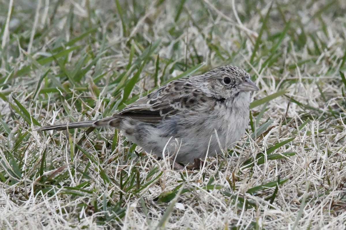 Cassinammer - ML646565863