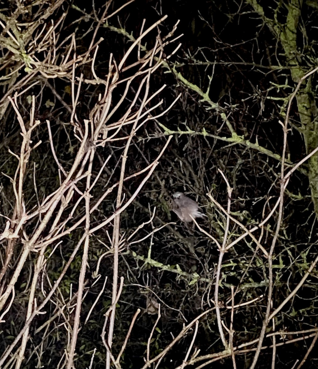 Eurasian Jay - ML646565864