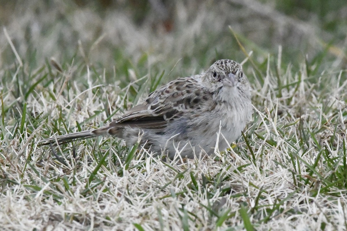 Cassinammer - ML646565865