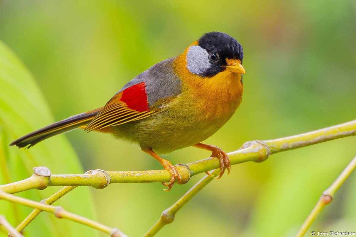 Silver-eared Mesia - ML646565866
