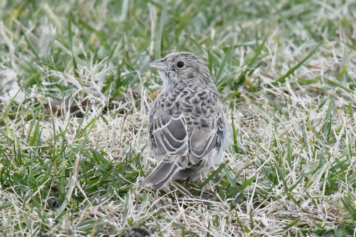 Cassinammer - ML646565873