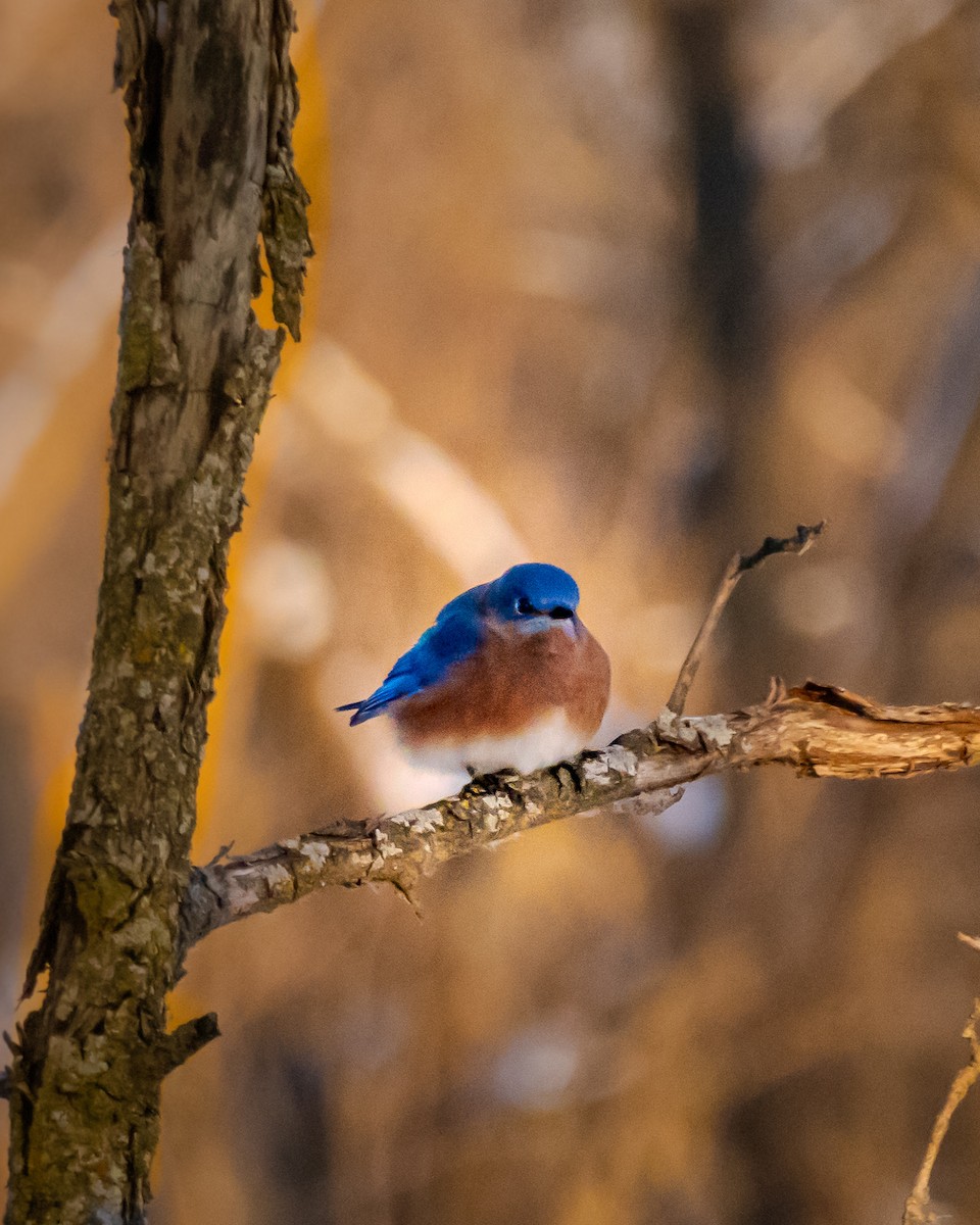 Eastern Bluebird - ML646565876