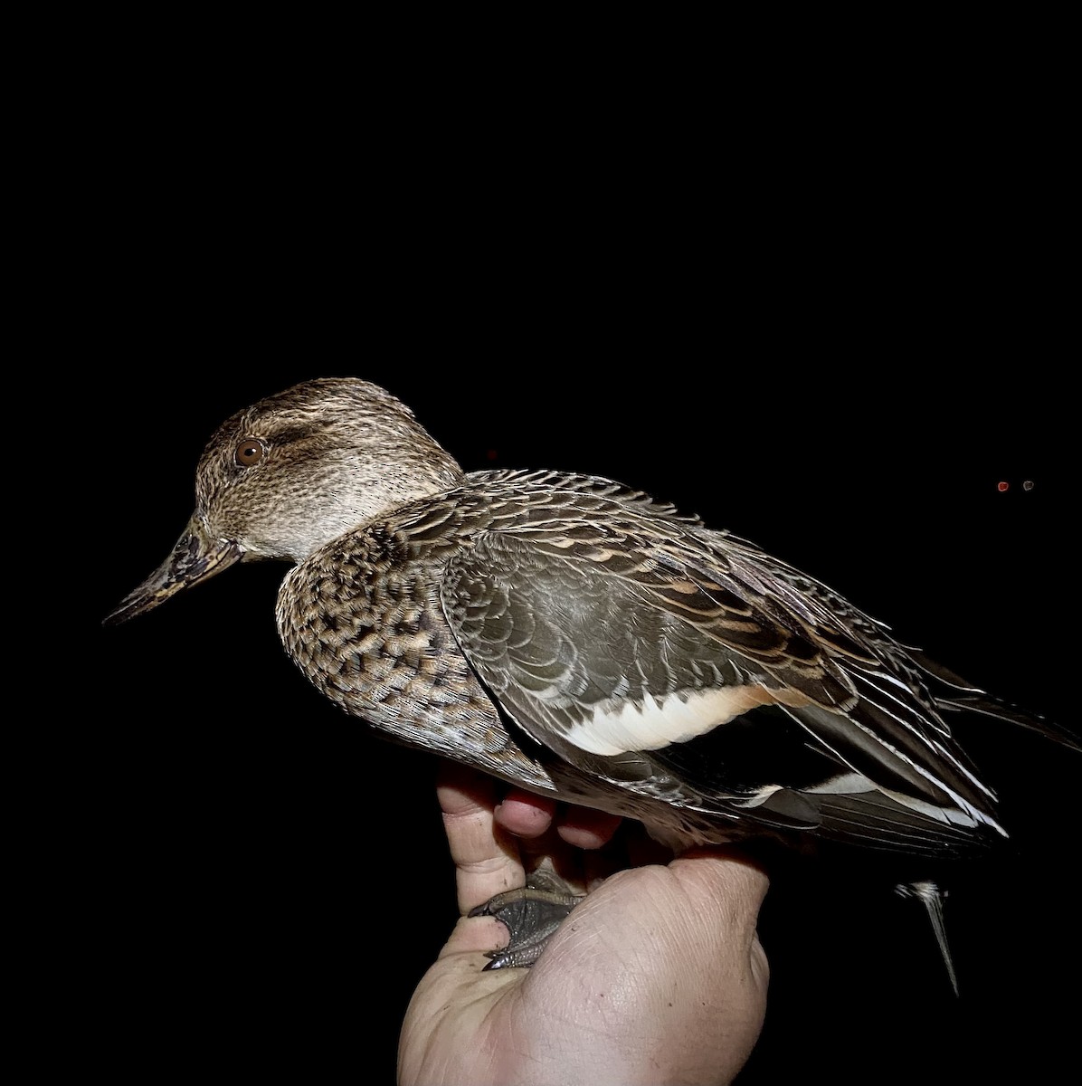 Green-winged Teal - ML646565877