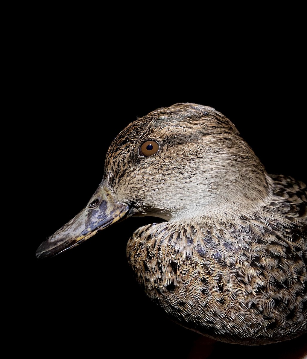 Green-winged Teal - ML646565883