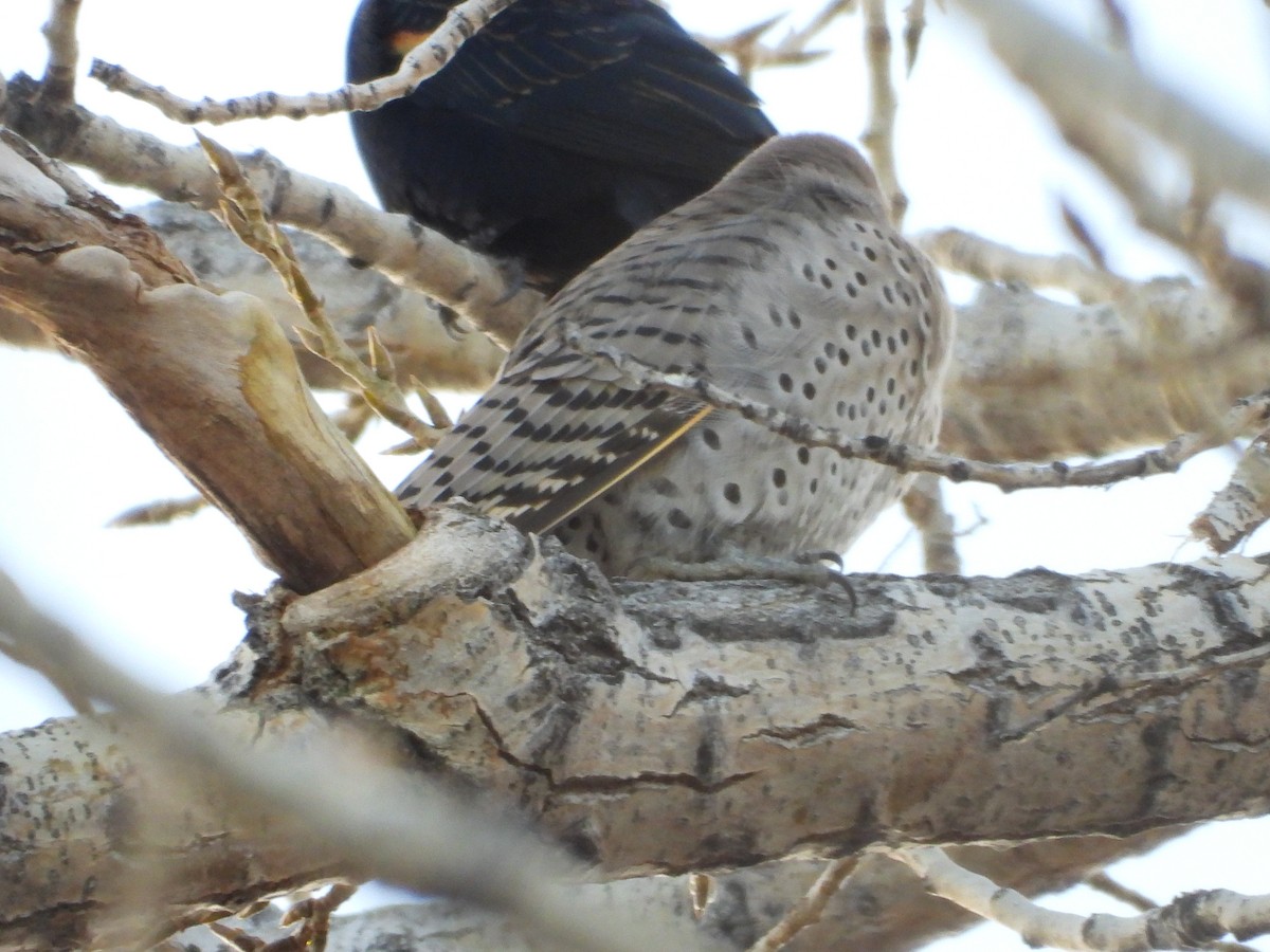 Altın Ağaçkakan (luteus x cafer) - ML646565891