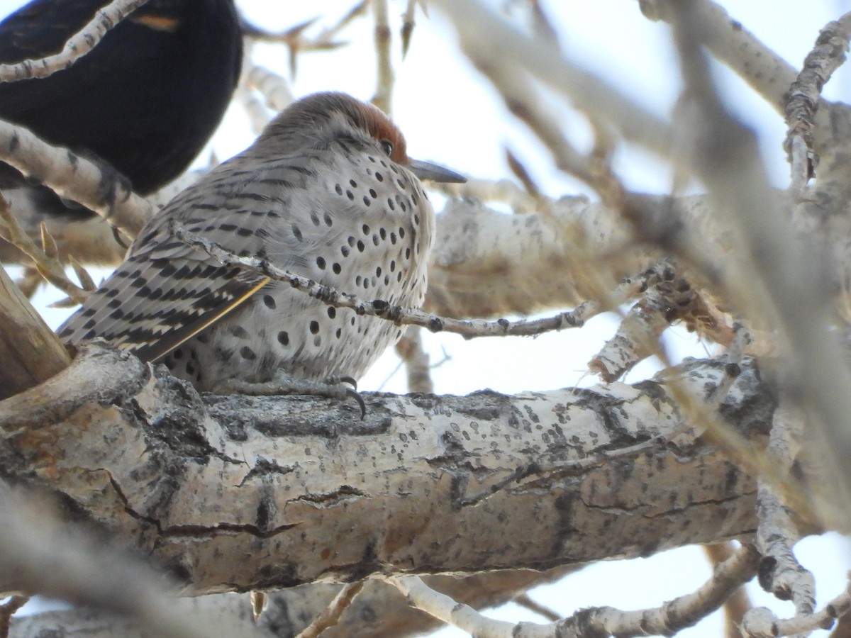 Altın Ağaçkakan (luteus x cafer) - ML646565892