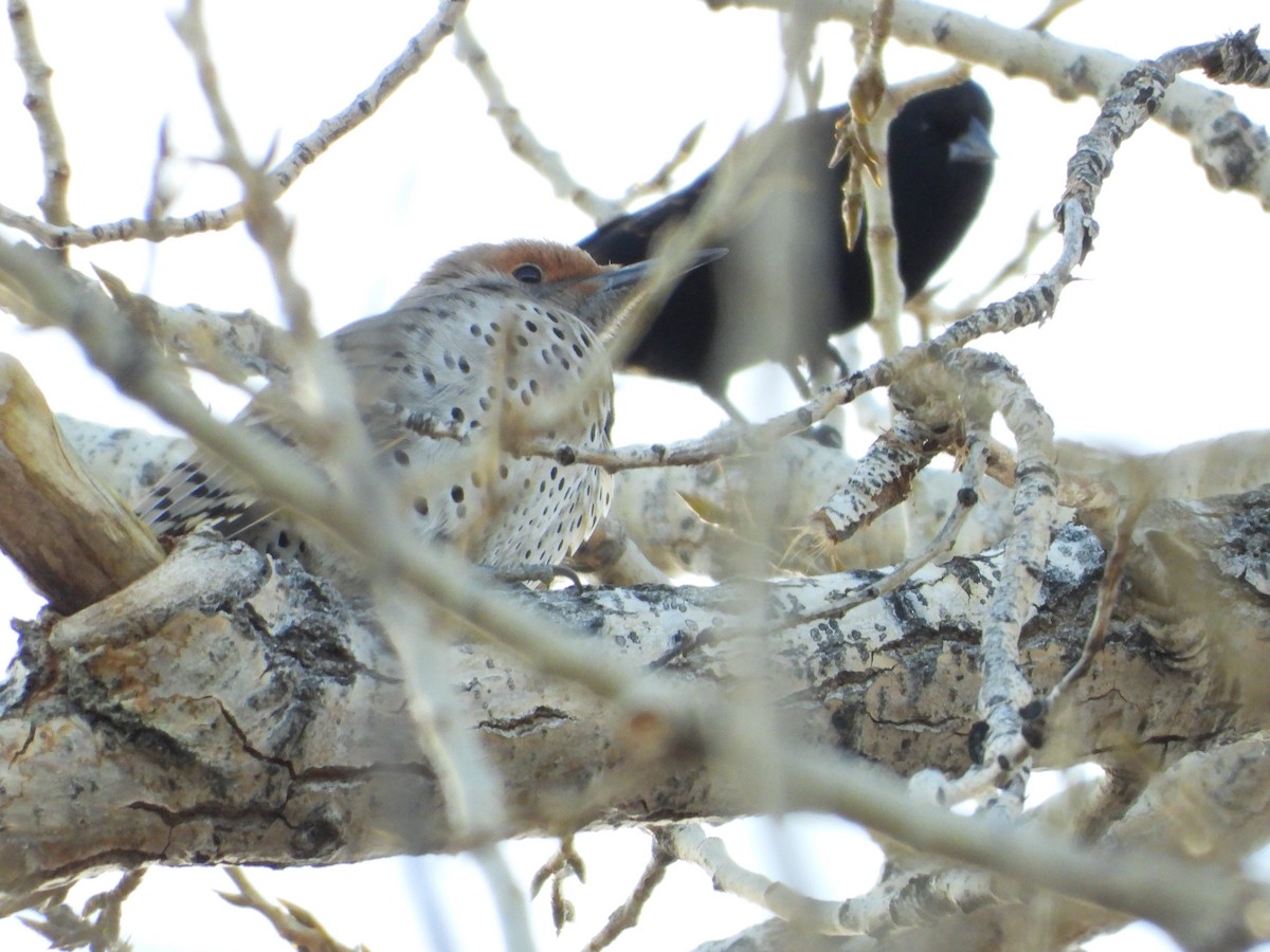 Altın Ağaçkakan (luteus x cafer) - ML646565893