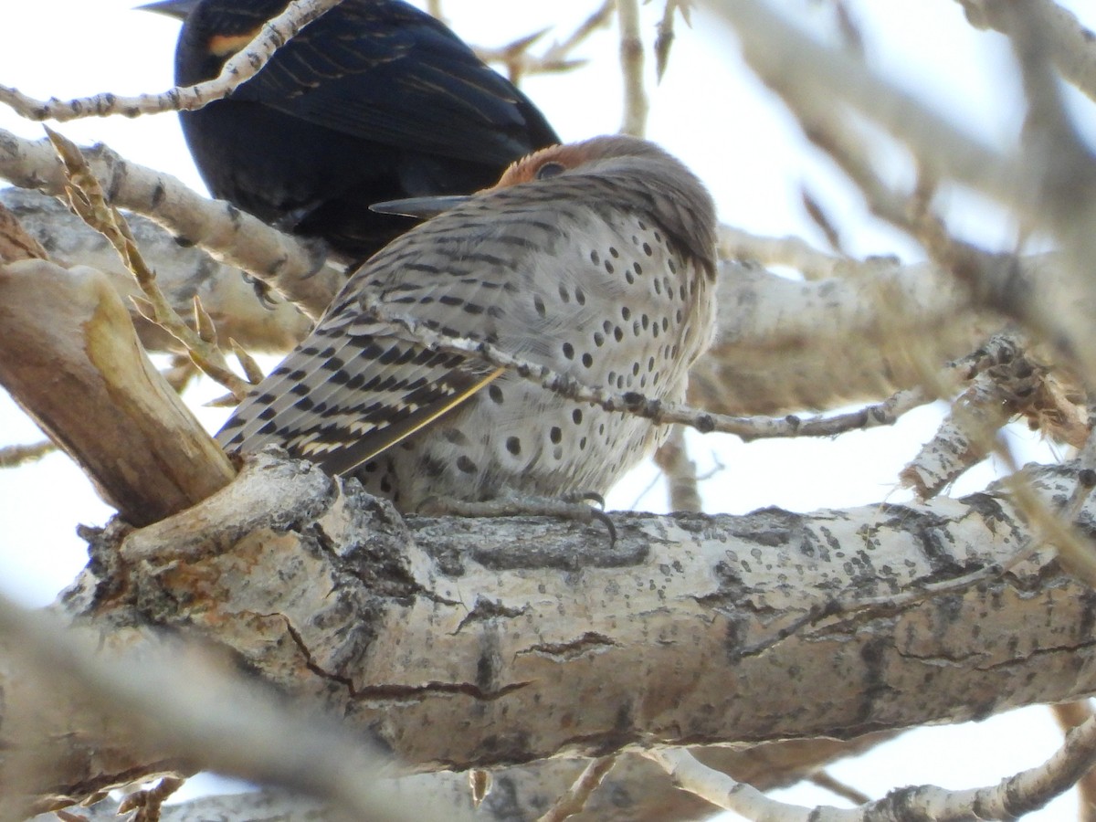 Altın Ağaçkakan (luteus x cafer) - ML646565894