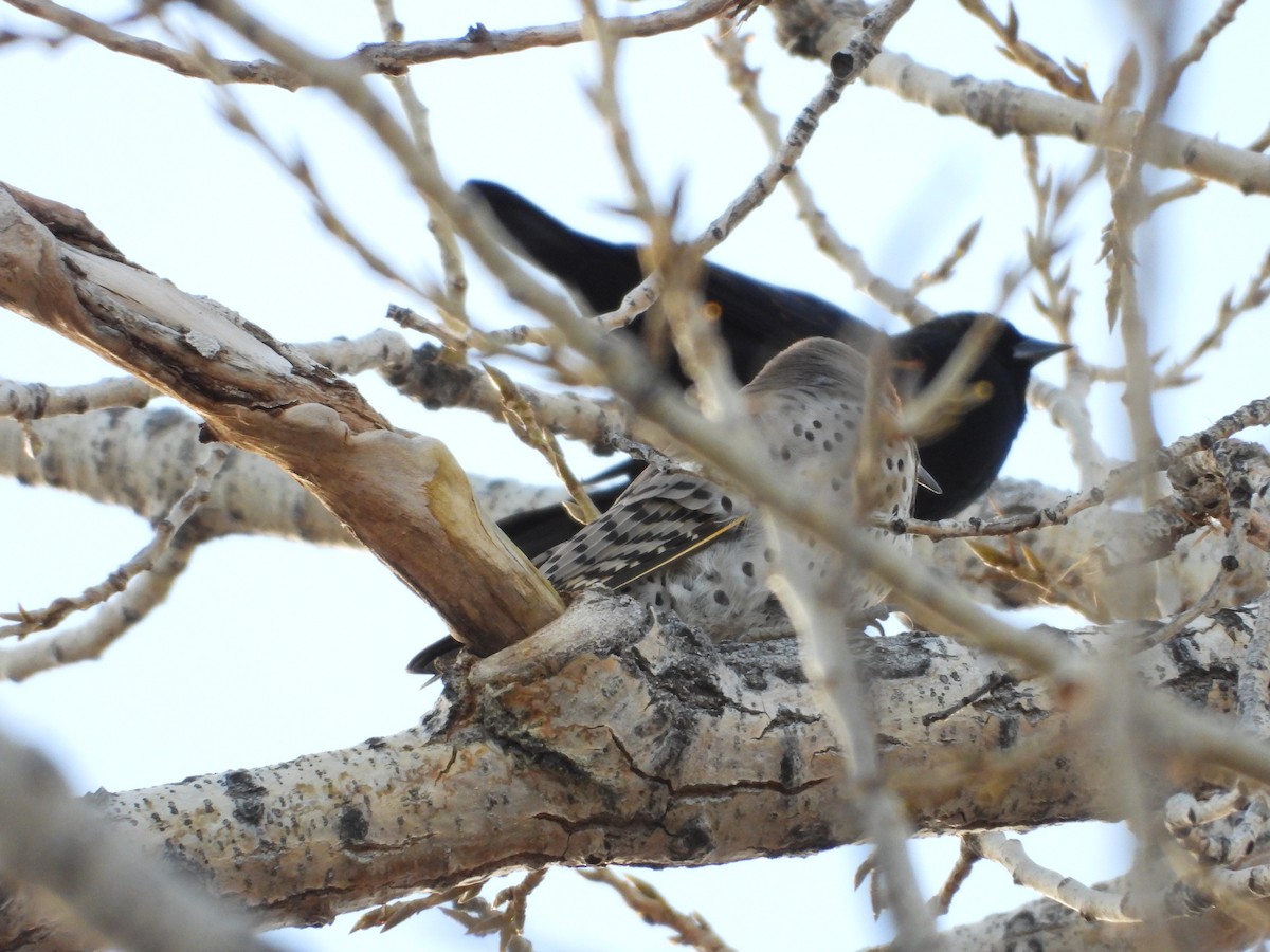 Altın Ağaçkakan (luteus x cafer) - ML646565895