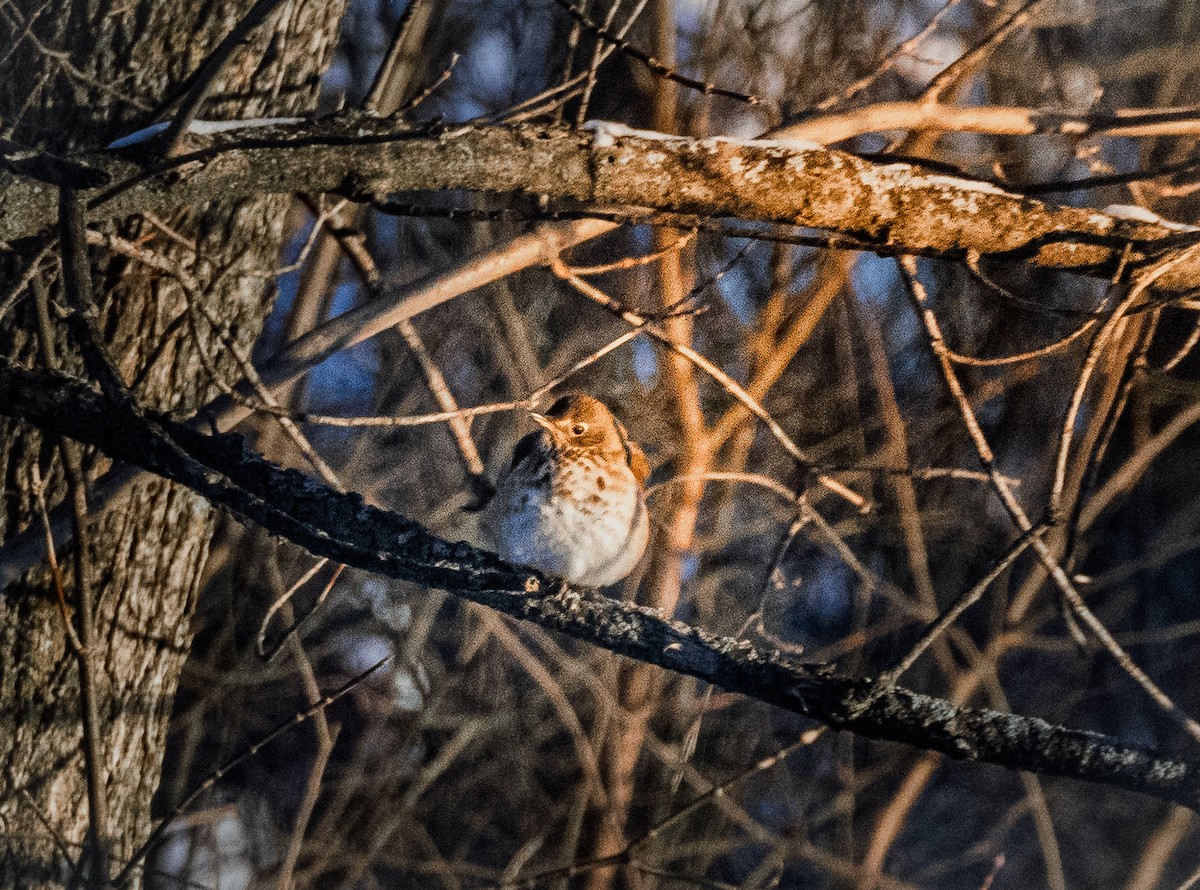 Дрізд-короткодзьоб плямистоволий - ML646565897