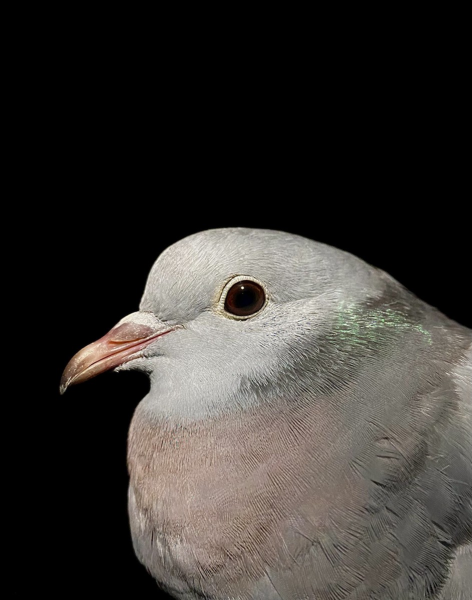 Stock Dove - ML646565902