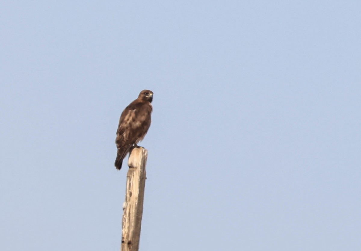 アカオノスリ - ML646565907