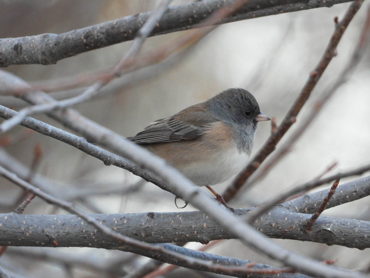 ユキヒメドリ - ML646565908