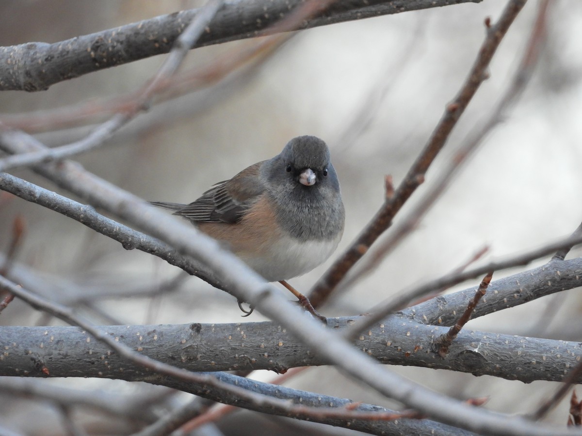 ユキヒメドリ - ML646565909