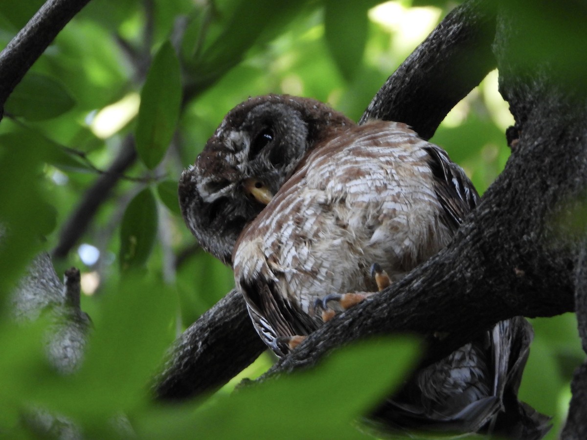 アフリカヒナフクロウ - ML646565911