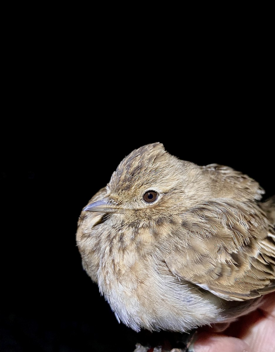 Eurasian Skylark - ML646565912