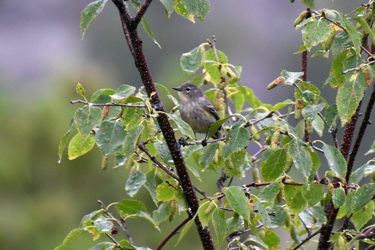 キヅタアメリカムシクイ - ML646565913