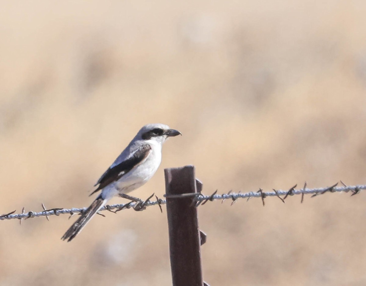 アメリカオオモズ - ML646565915